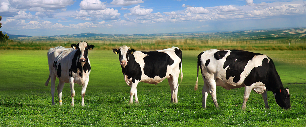 1628832383359767.png s60bde5c07b32f.png